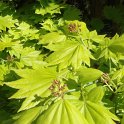 Acer shirasawanum 'Aureum' feuille